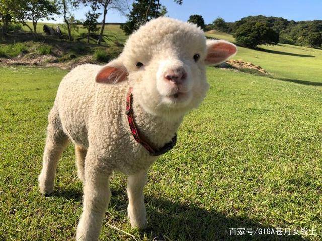 sheep羊崽图片