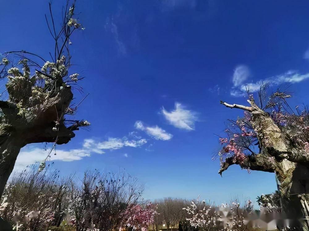 小镇花开芝麻开门汝南县作家协会平舆采风作品集