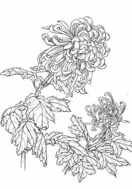 你们期待已久的白描素材菊花来了快来大饱眼福吧