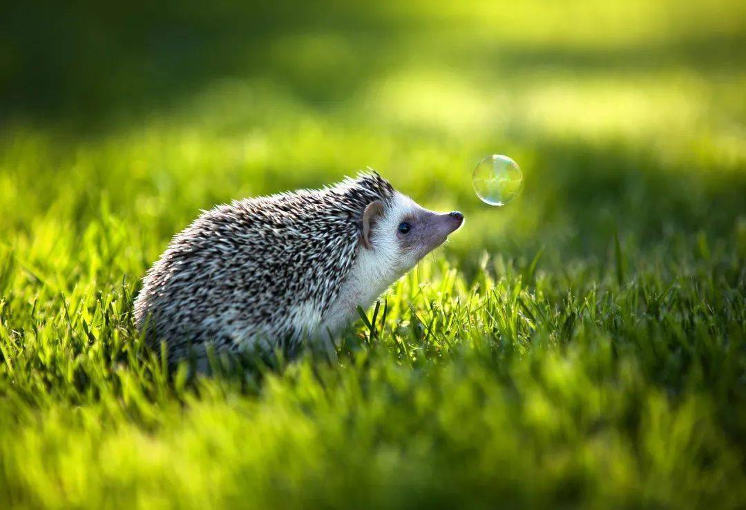 动物摄影作品欣赏治愈不开心被这些小动物们萌翻了