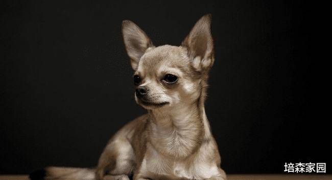 什么品种的狗狗长不大 这五种都是哦 京巴 主人 玛尔