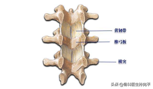 脊柱主要韧带解剖值得收藏