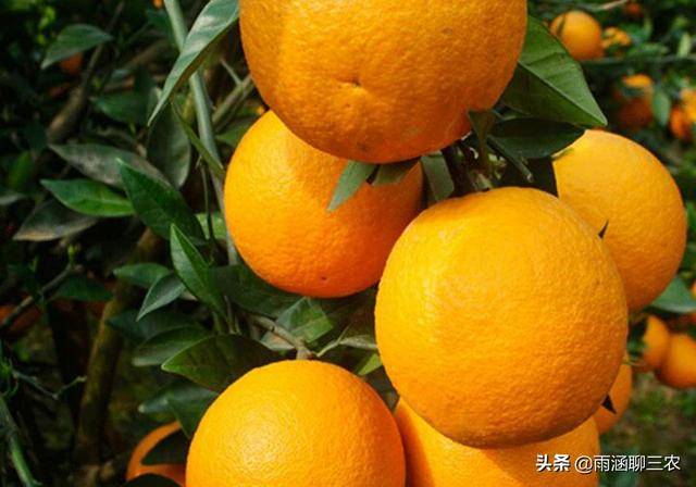 伏令夏橙的栽培知道了它的物候期能栽培出优质夏橙