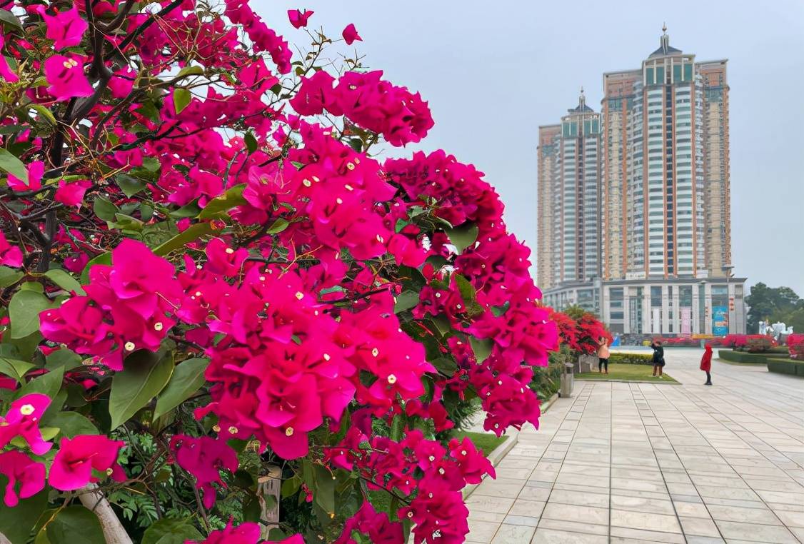 晋江市市花图片