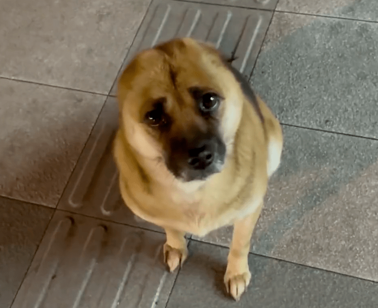 失去耳朵的委屈小狗惹无数网友心疼可知情人别被骗了它其实是个街霸