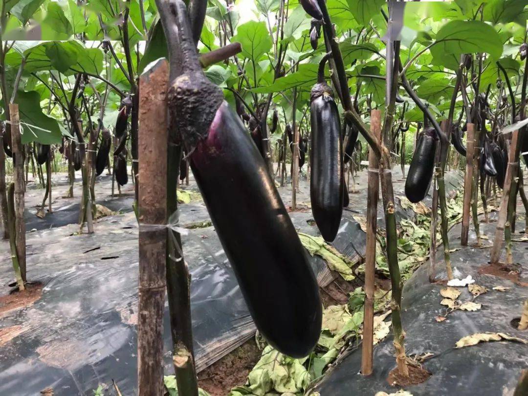结果期茄子这样管紫黑发亮身又长出棚就被抢光光