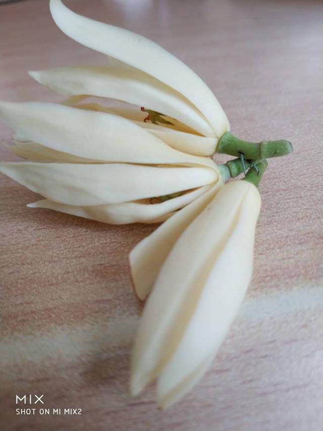 白兰花活几年 fb01da92b55f498384510c8f3ee46d70.jpeg