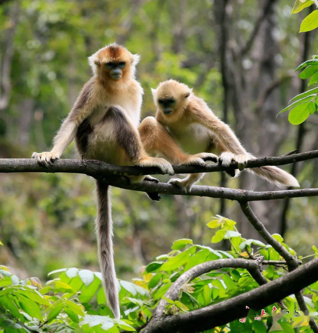 生态系统功能得到提升,野生动物栖息家园不断得到扩大