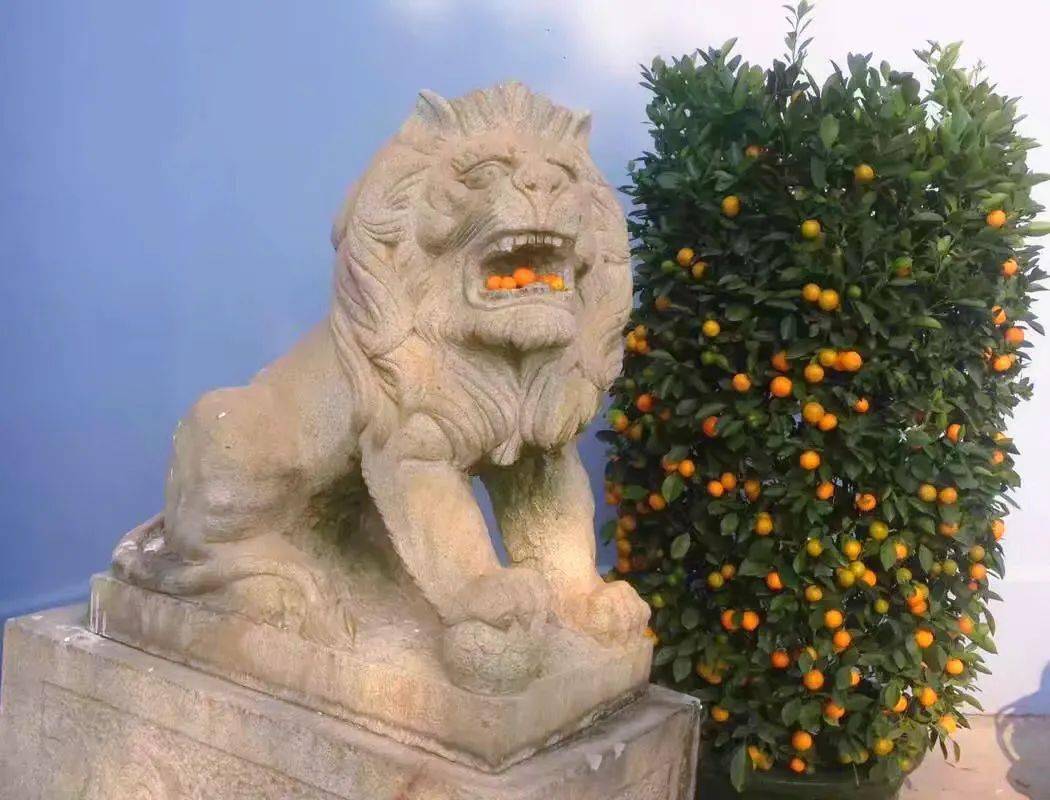 北大的公石狮子被人做绝育了