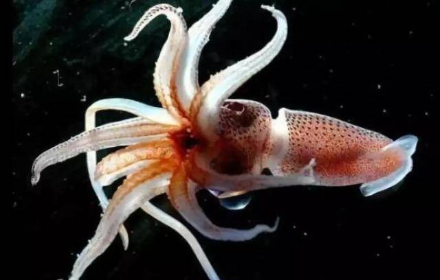 故事 海游记 3 龙女夺宝战乌贼悟空降魔救龙女 小龙 珍珠贝 婆婆