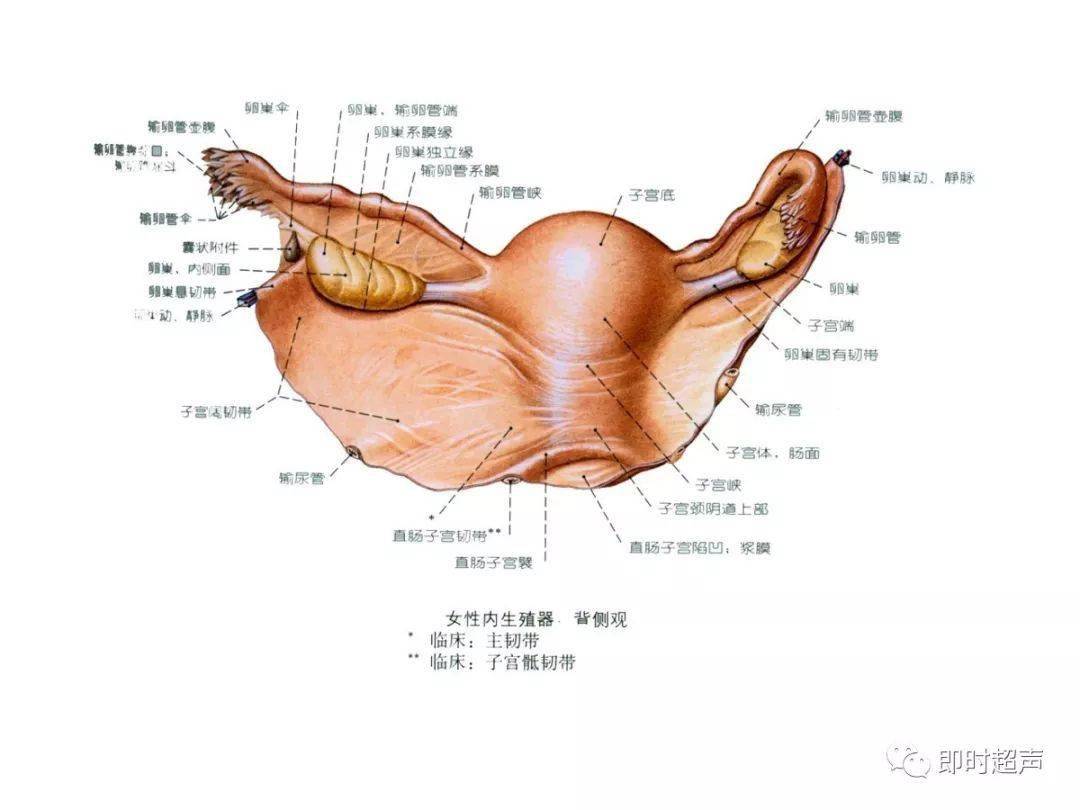 详细的生殖系统解剖图示注解