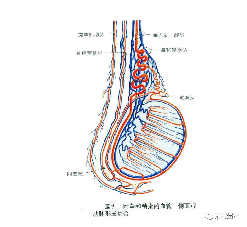 阴囊下面好多红血管图片