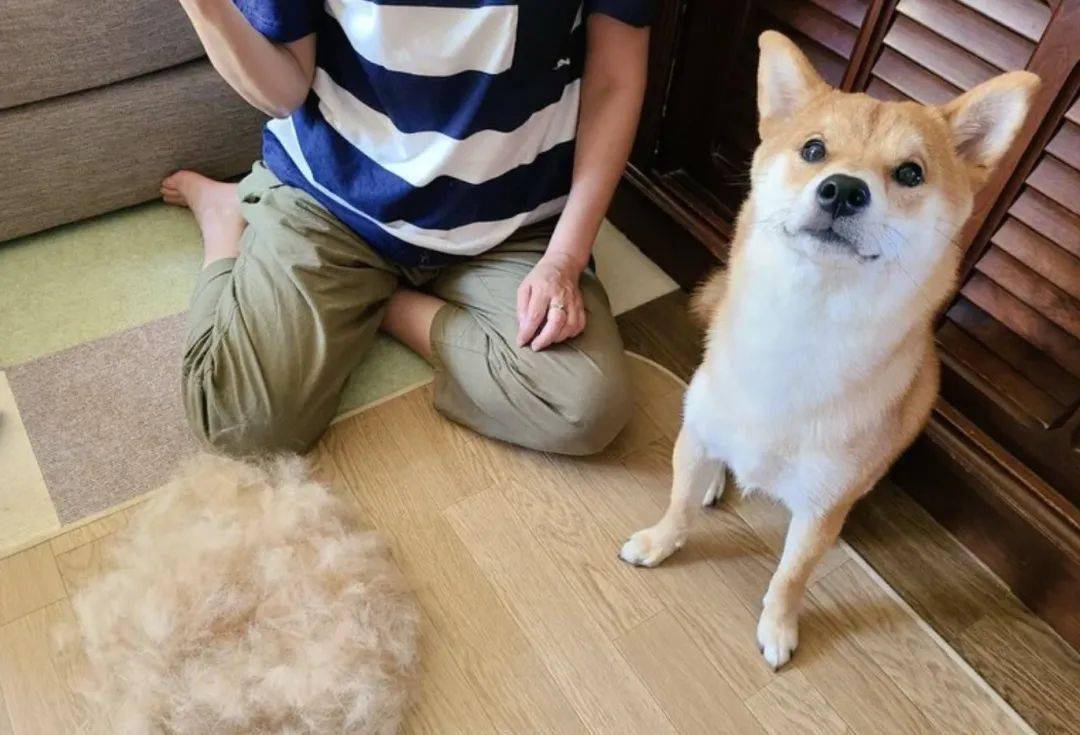 日本新晋网红柴犬出写真每天等主人回家笑容萌化众人