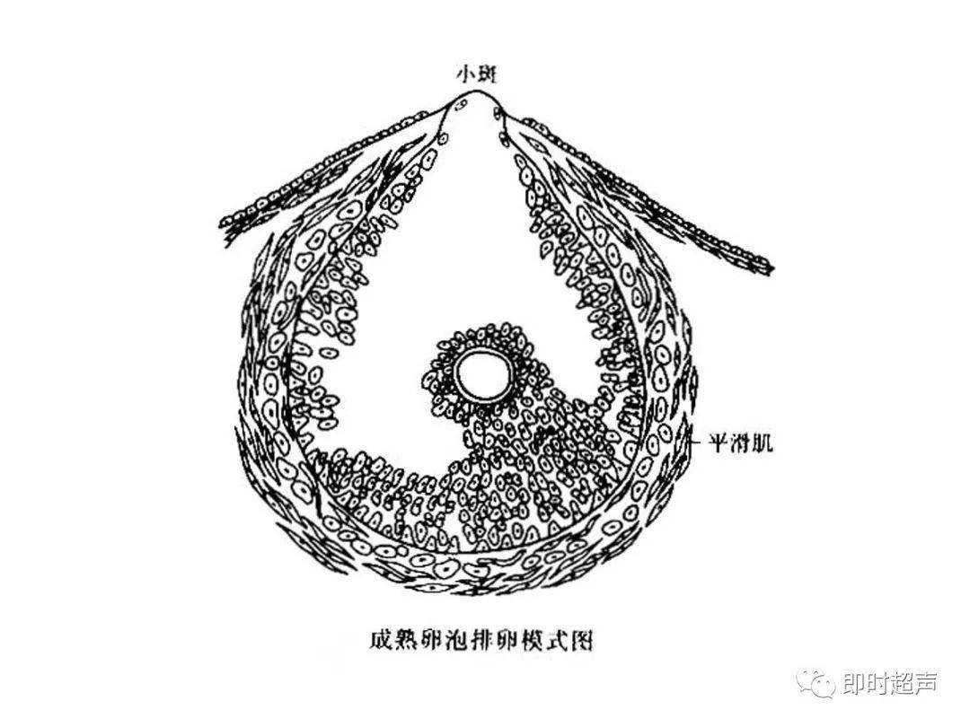 女性外生殖器即女阴是由阴阜,大阴唇,小阴唇,阴道前庭和阴蒂组成.