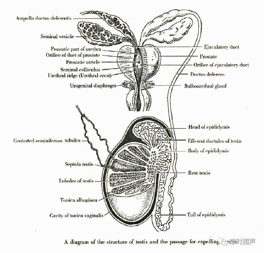 睾丸的形态结构图片
