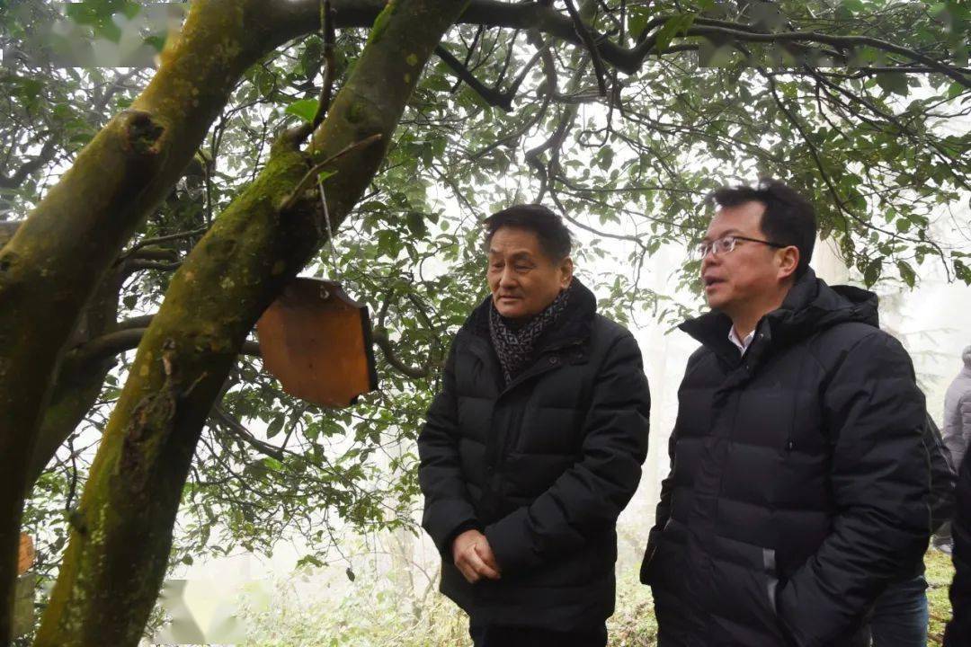 贵州绿茶第一采著名作家叶辛天下第一贵州绿喜得佳茗捧回家