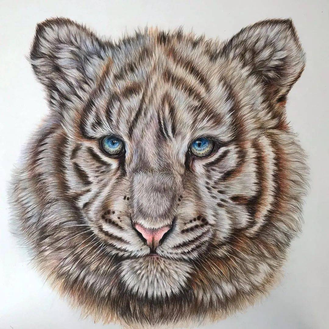 动物鸟类超写实彩铅