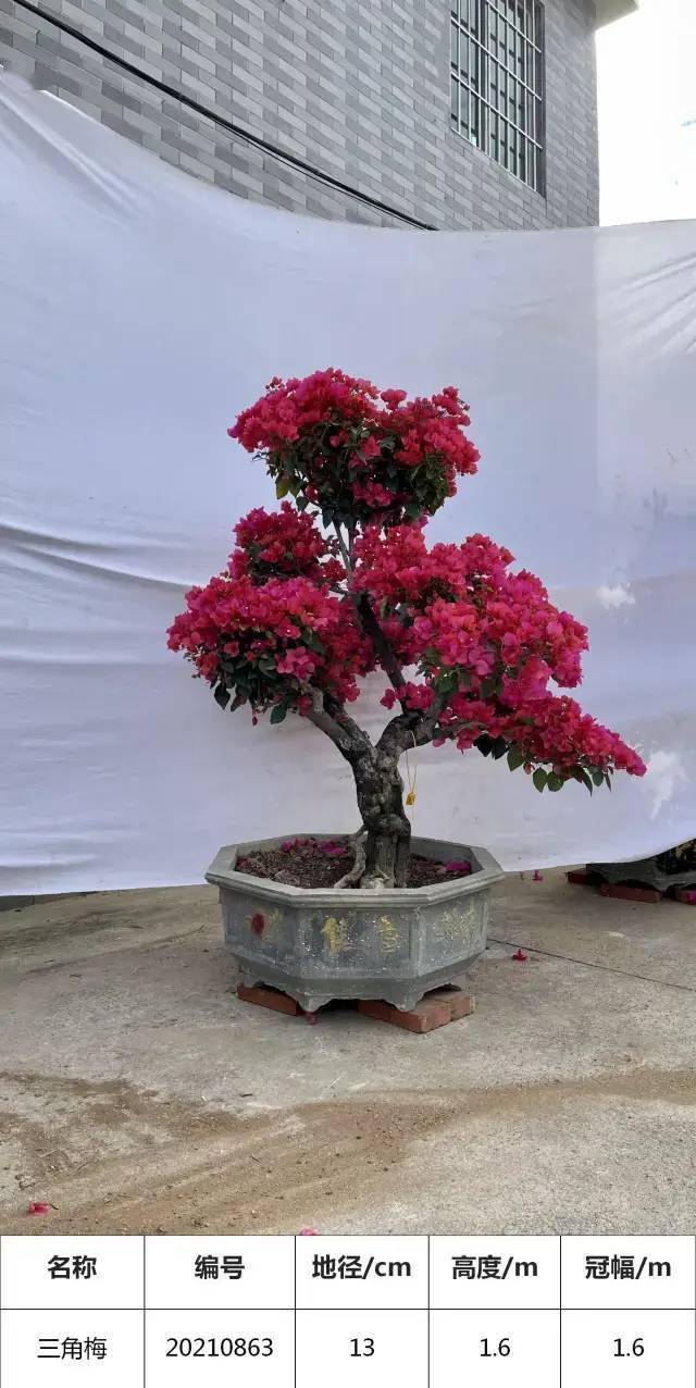 精品三角梅原盆原土 489decac59f24003aa85d51128809287.jpeg