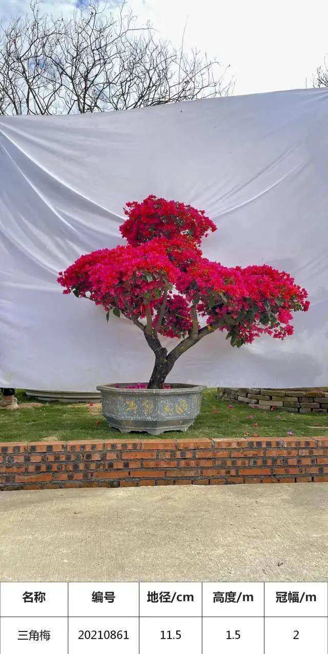 精品三角梅花图片 66fe73adfb50437a93a960b760da232f.jpeg