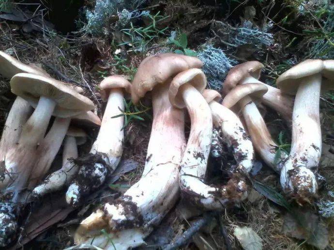 林区人采的路基蘑原来大有来头!