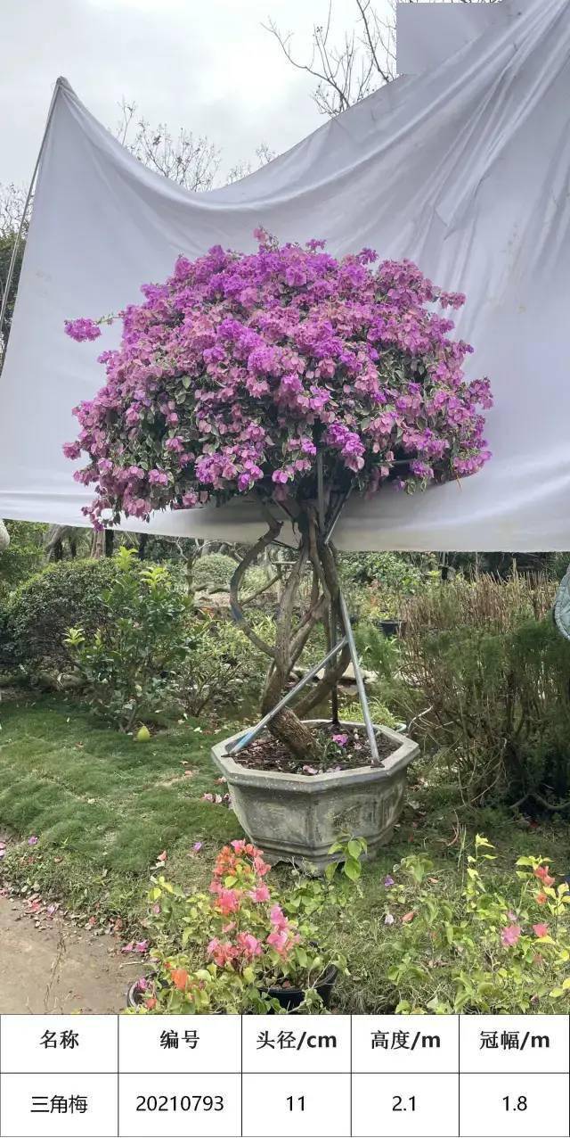 精品三角梅 盆景 ba69fab125714a8aae25eba4a68390fa.jpeg