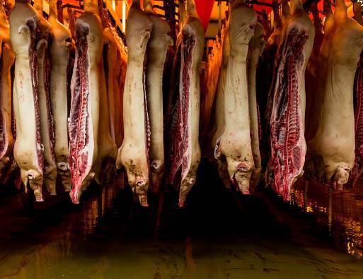 图丨日屠宰10万头猪直击全世界最现代化的生猪屠宰场