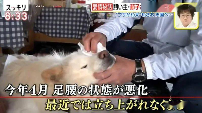 从弃犬一跃成为青森狗明星 丑萌的秋田犬wasao与主人的感人经历 节子 老奶奶 日本