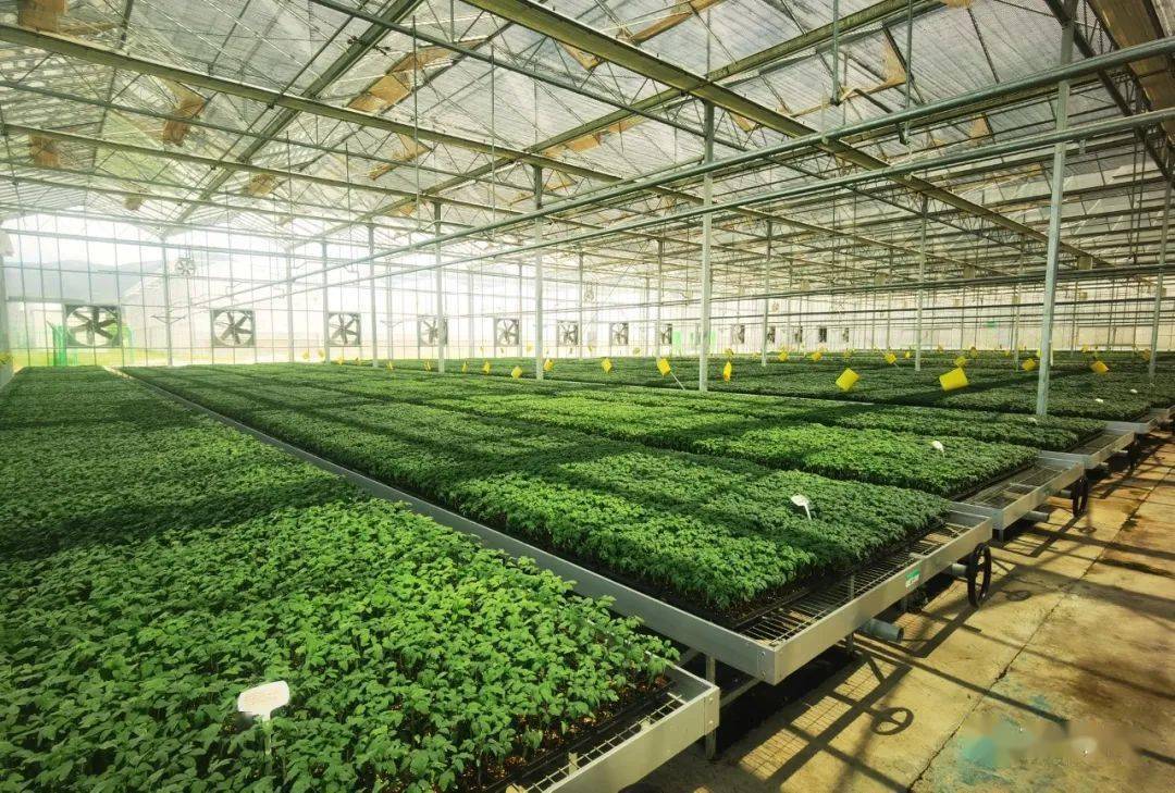 全国先进马站5000万建设的现代蔬菜种苗生产基地意义重大