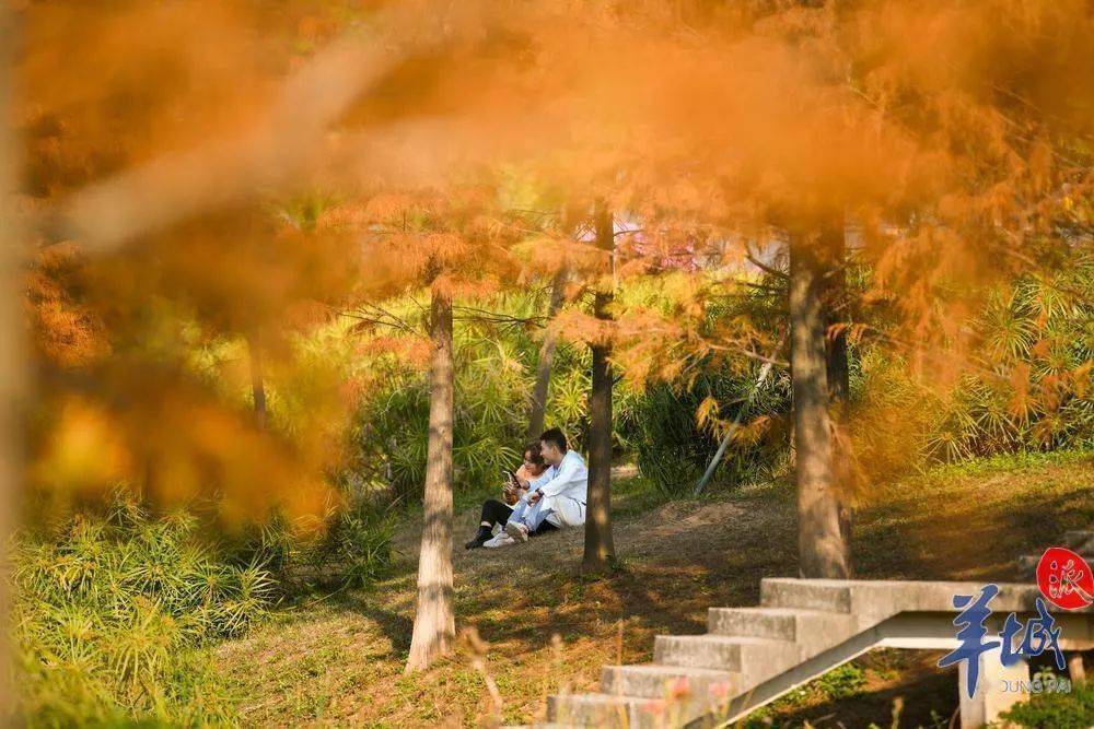 光芒|广州此地，层林尽染