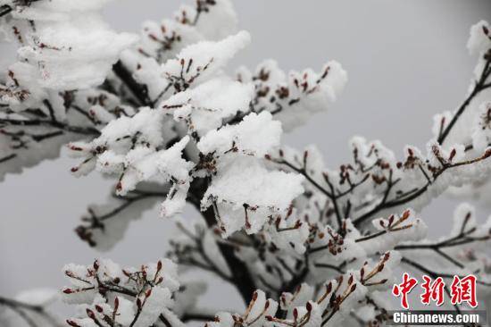 冰凌|世界自然遗产地梵净山现冰凌景观