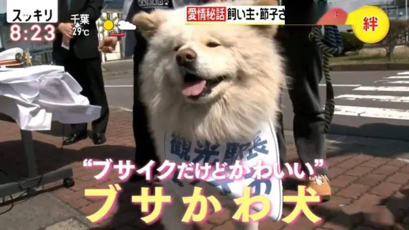 从弃犬一跃成为青森狗明星 丑萌的秋田犬wasao与主人的感人经历 节子 老奶奶 日本