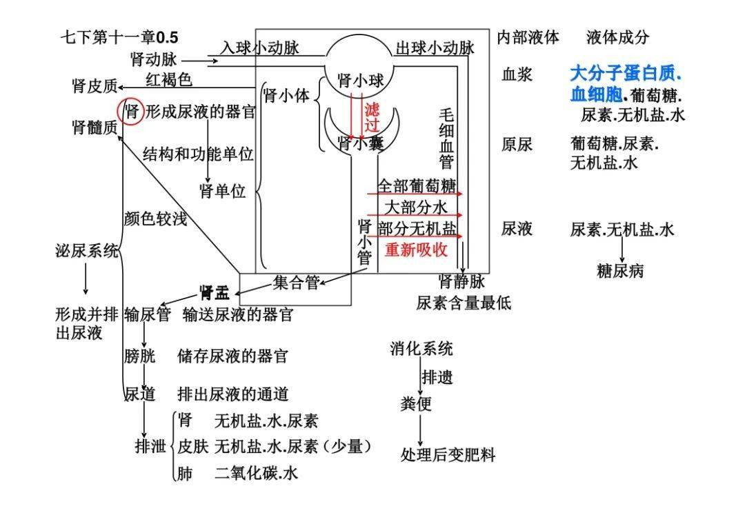 泌尿系统的知识框架图图片