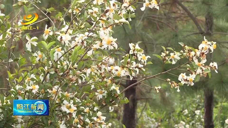 鸡山|鸡山农场油茶花开