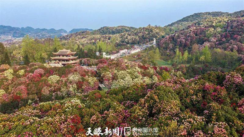 贵州风物志·山丨这是一座花山_杜鹃_毕节市_景区