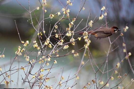 景区|冬日的鸟语花香