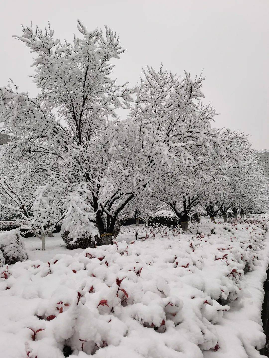 美哭了河南高校雪景圖出爐你pick哪一所