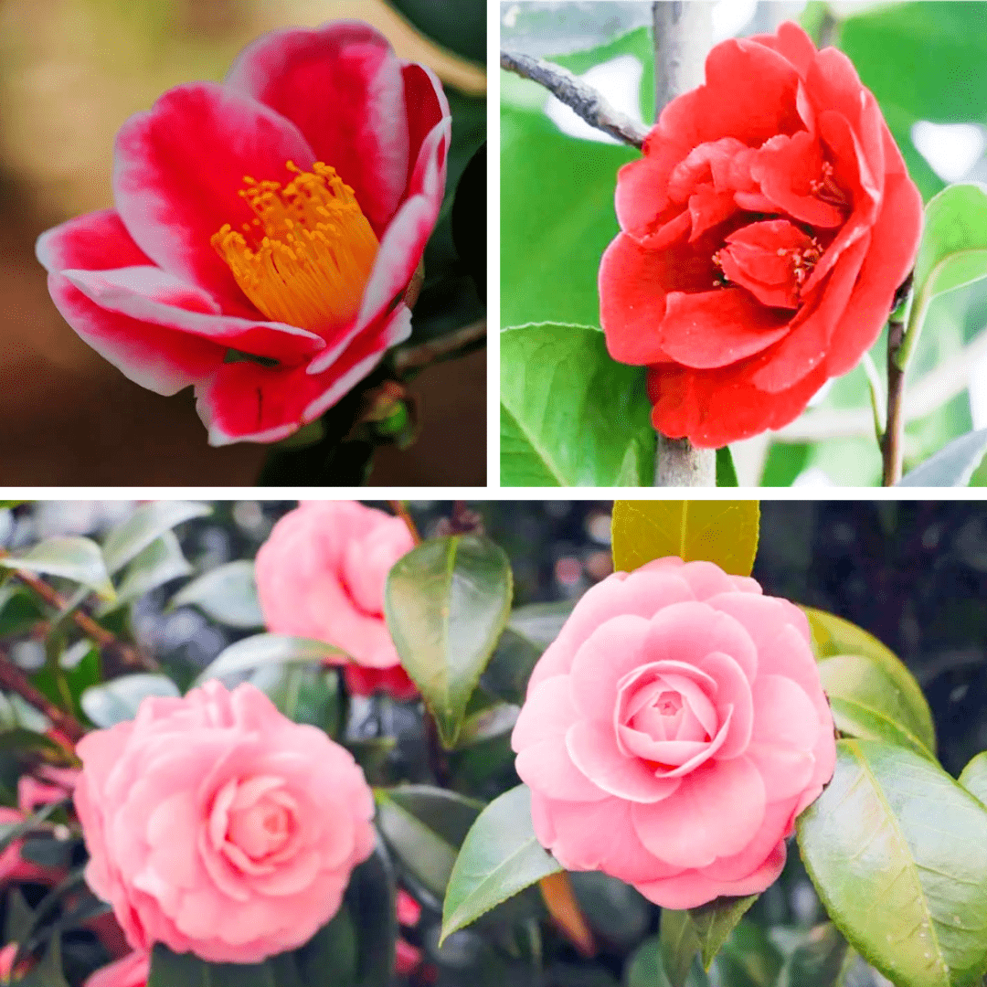 茶花盛放迎新年昆明金殿的茶花开啦春城冬韵繁花