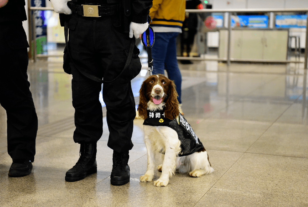 南京地鐵公安警犬隊引入的新品種最近,小兄弟倆正在徵集名字實力卻不