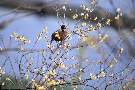 景区|冬日的鸟语花香