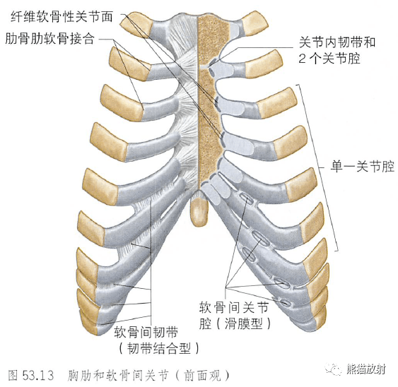 解剖丨胸部(胸壁)~_胸骨_内容_动脉