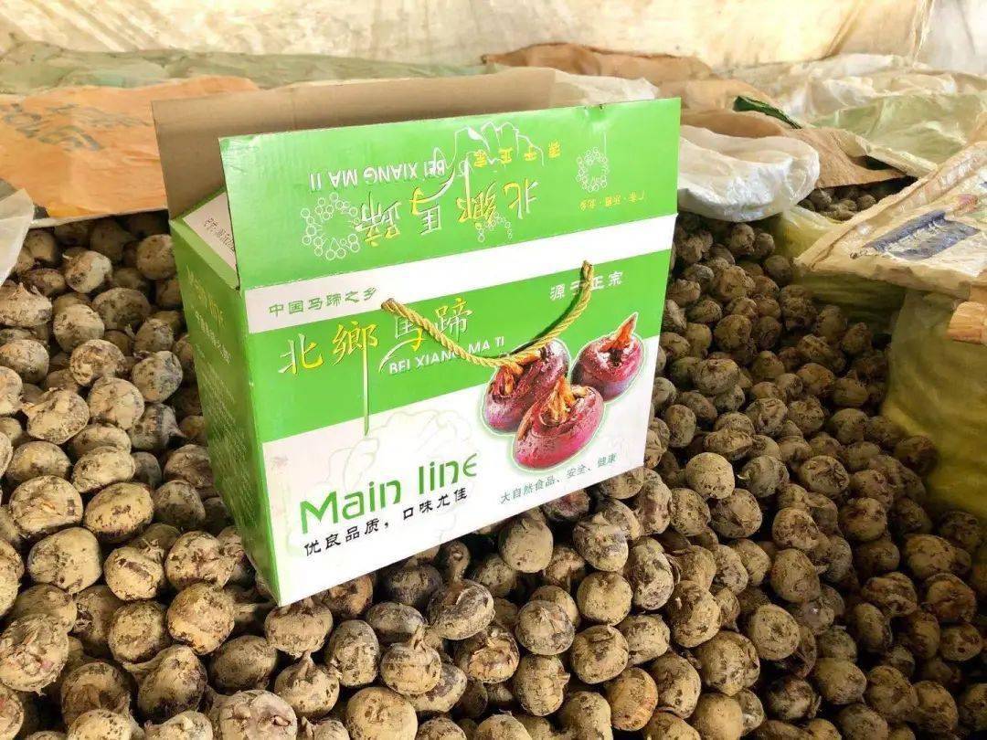 乐昌北乡马蹄粤北特产中国国家地理标志产品北乡马蹄脆嫩无渣清甜多汁