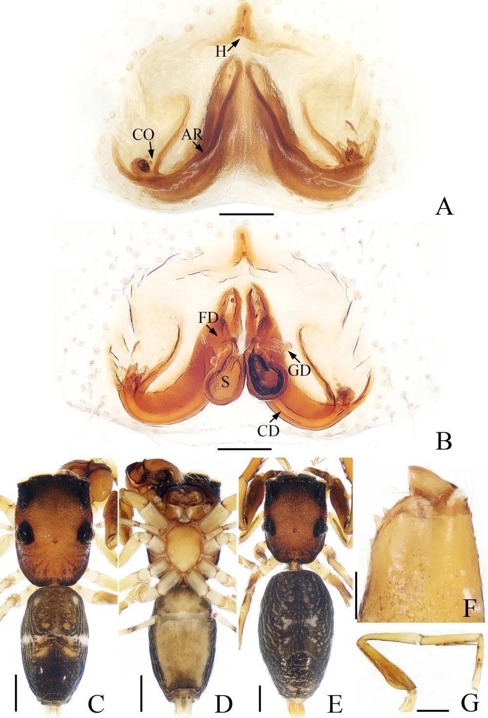 宽合跳蛛大理再添一蜘蛛新种