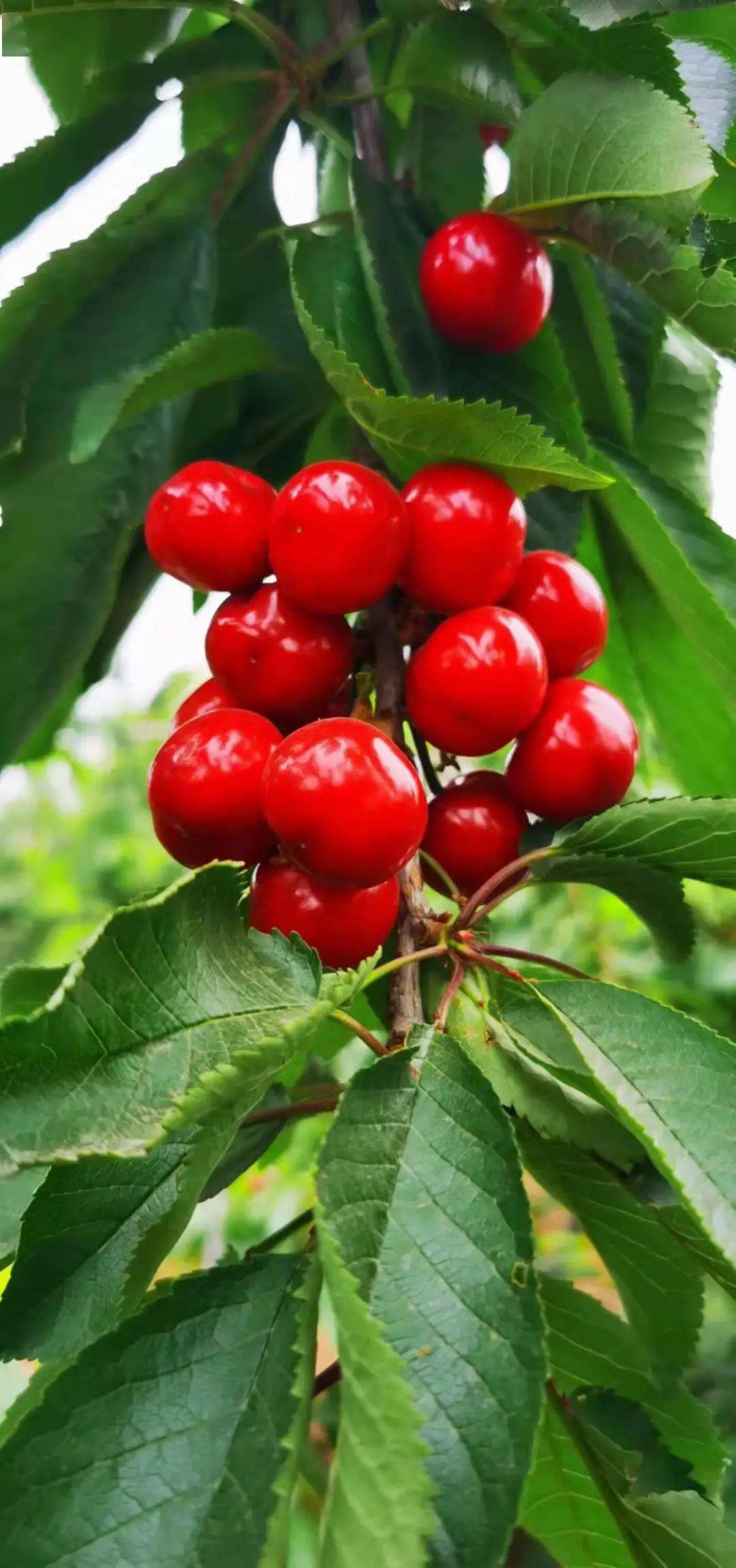 樱桃_水果_庄园