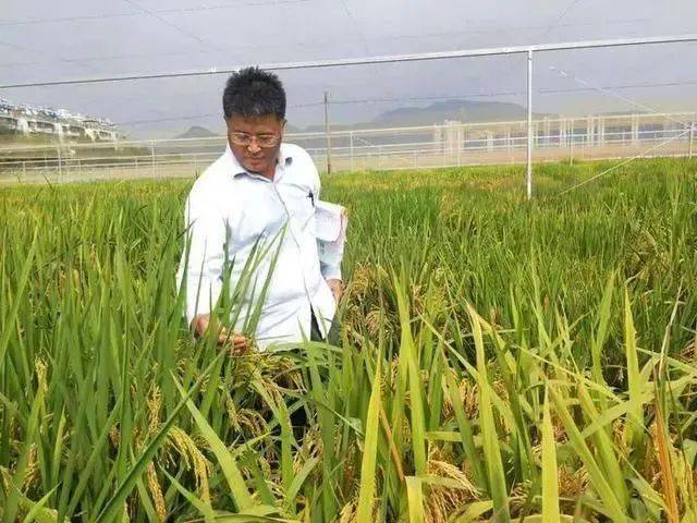 守望稻田初心不改记中国工程院院士中国水稻研究所研究员胡培松