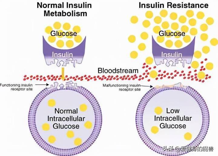胰岛素是哪里生成的 4ecaf3f9997647bfa4d0a40682710d48.jpeg