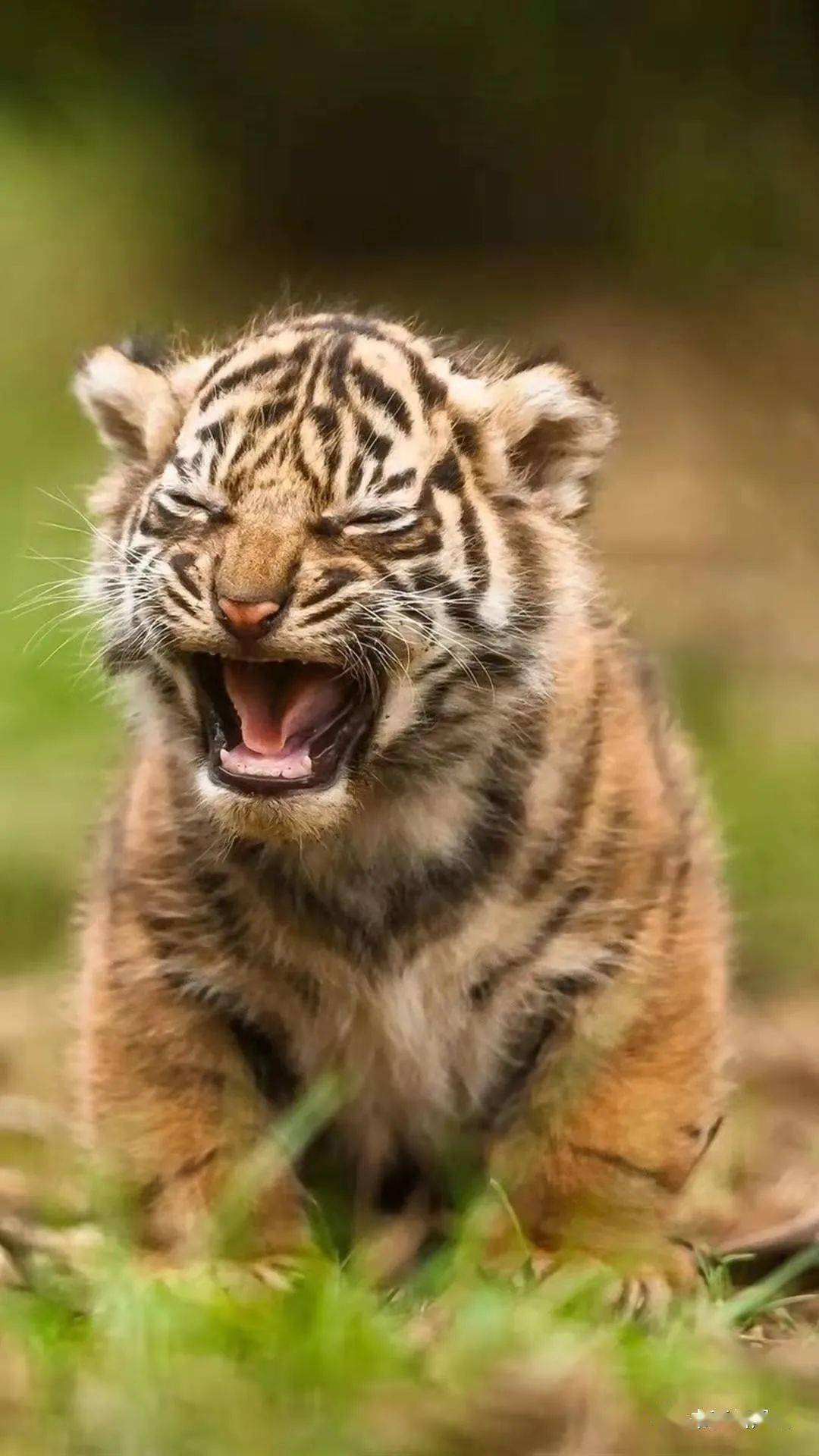 小老虎可爱的微信图片