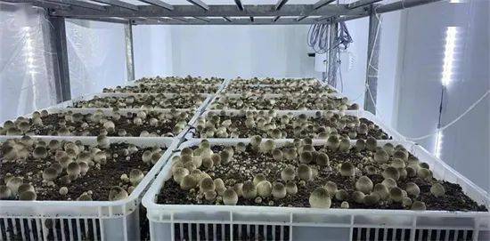 上海市农业科学院食用菌所栽培工程团队在草菇工厂化三次发酵技术上