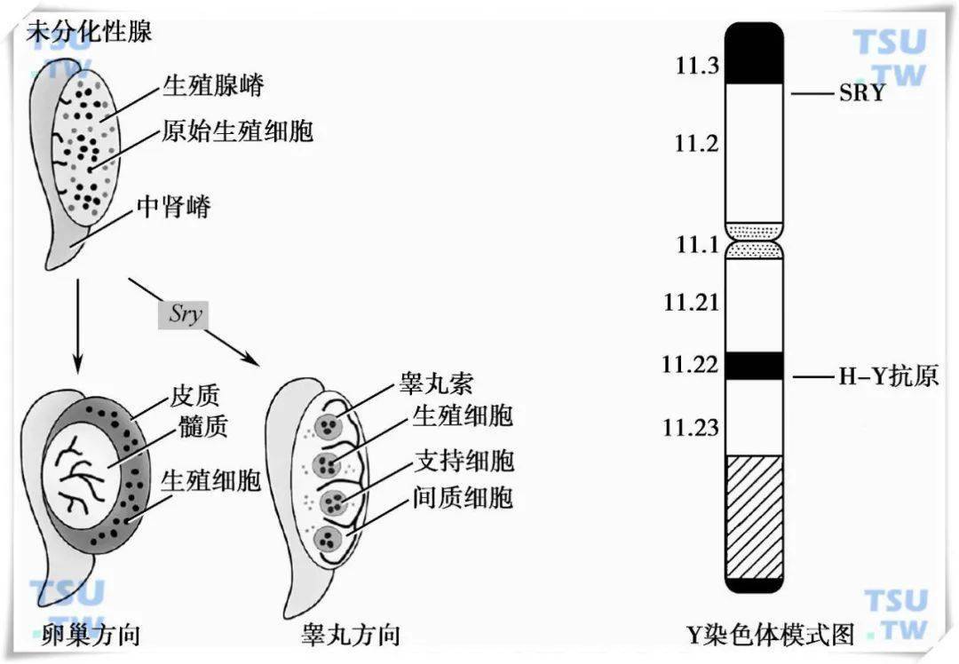 分析出现,1990年初才找到具体决定生物雄性性别的基因片段——sry基因
