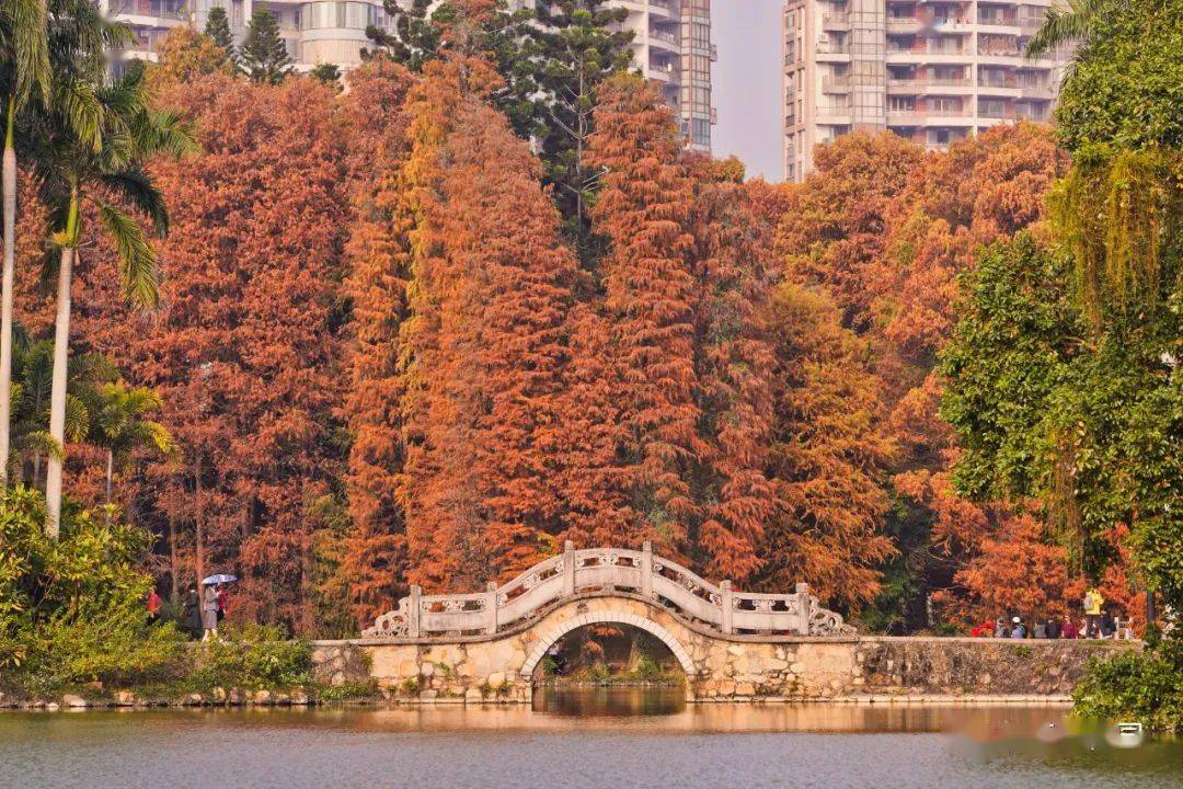 冬日暖阳 来华南植物园寻找最美 红叶森林 官文清 西门 广州