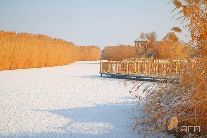 博湖|新疆博斯腾湖：冰雪封涛声 芦苇开“冰花”